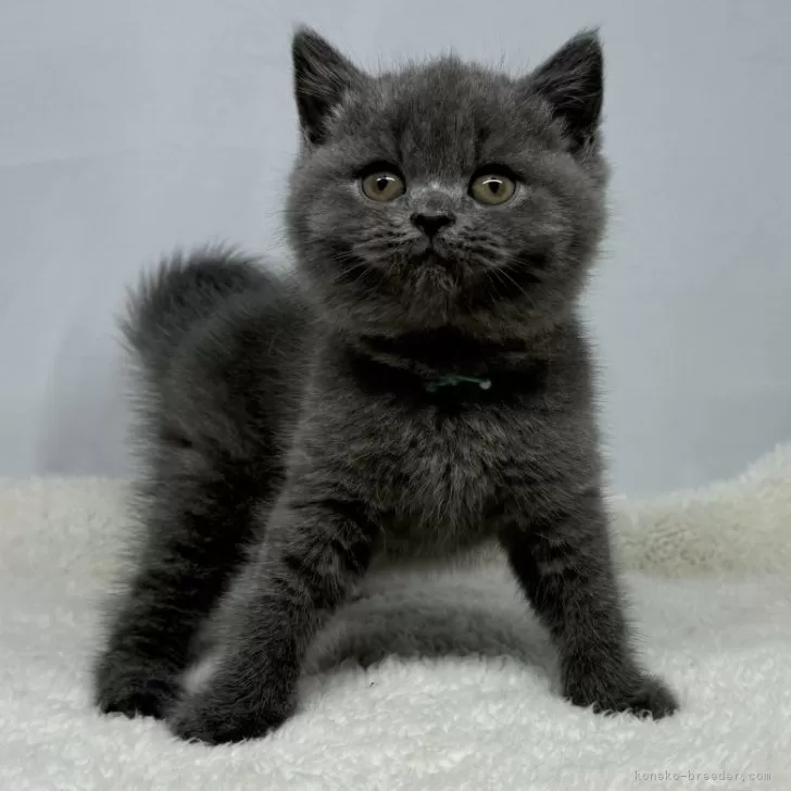 K.K 様のお迎えした子猫