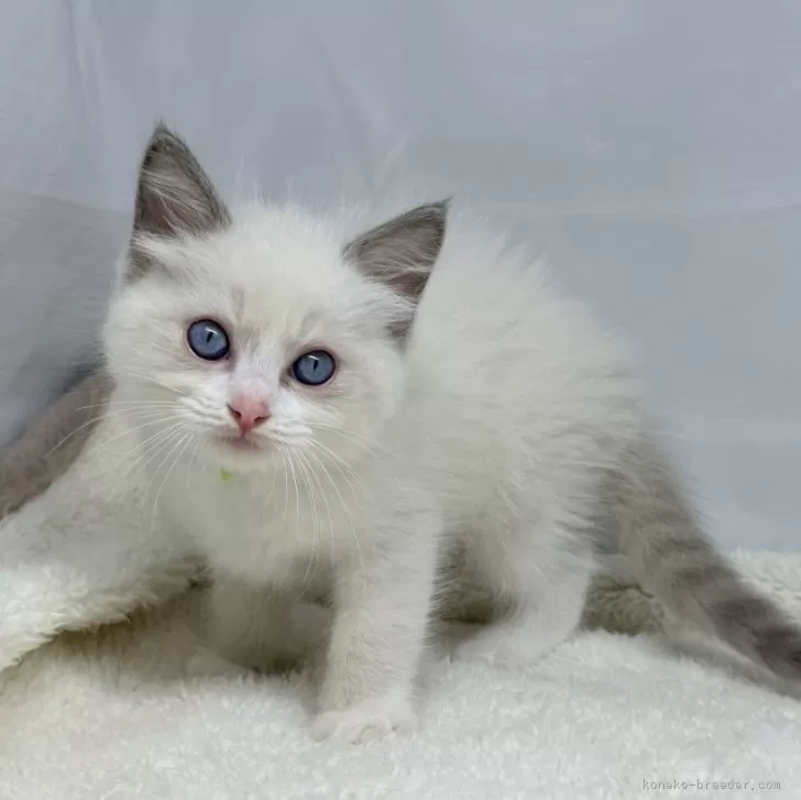 ID：2408-02885の子猫