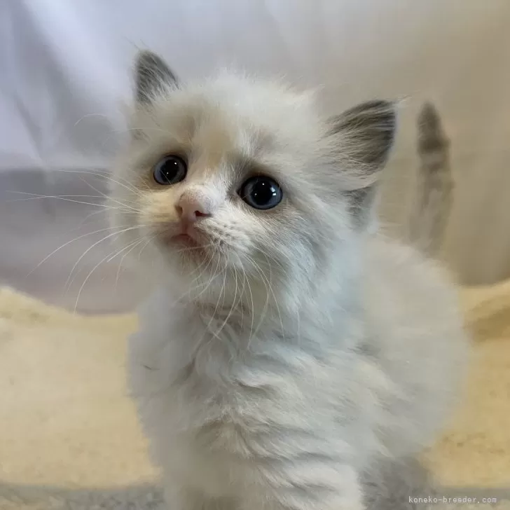 ID:2402-01344の子猫