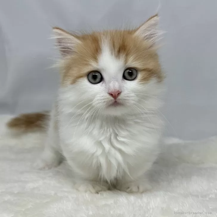 ID:2407-03423の子猫