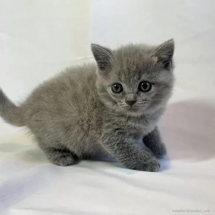 ID:2401-02616の子猫