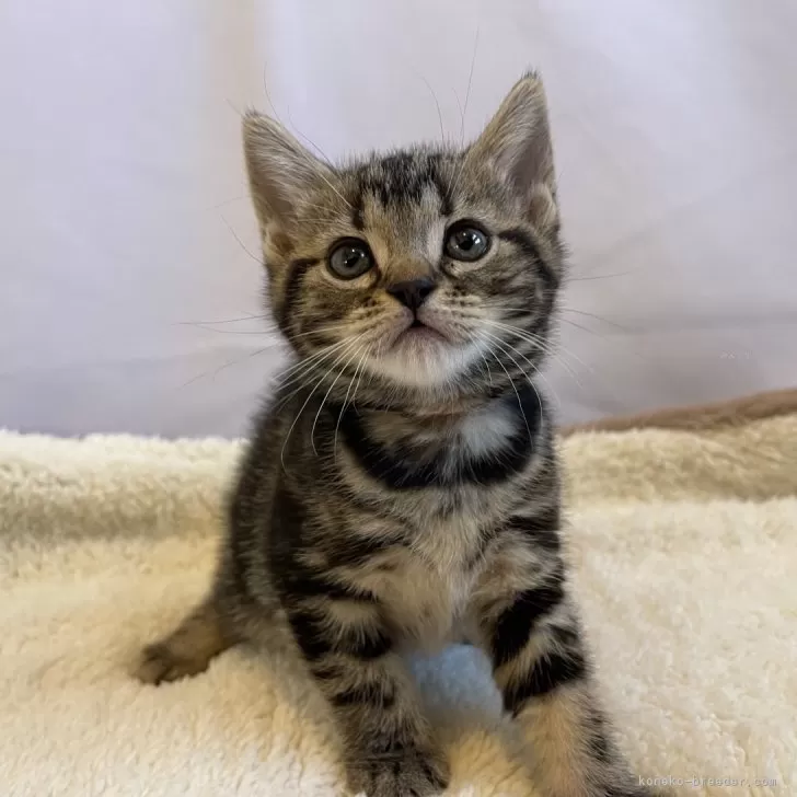 T.Y 様のお迎えした子猫