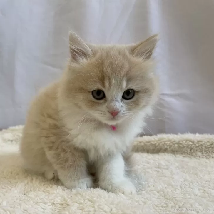 ID:2401-01572の子猫