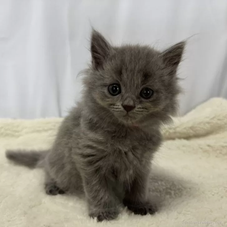 ID：2405-02168の子猫
