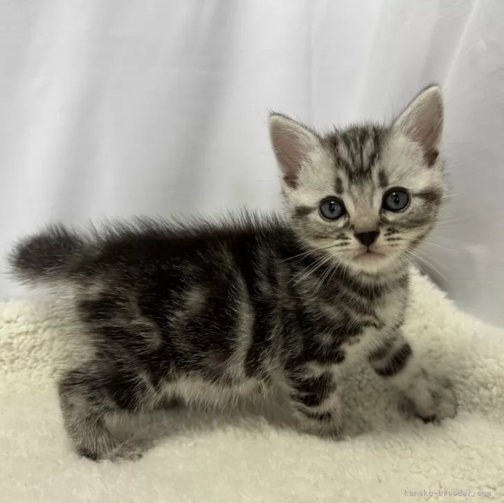 ID:2405-02141の子猫