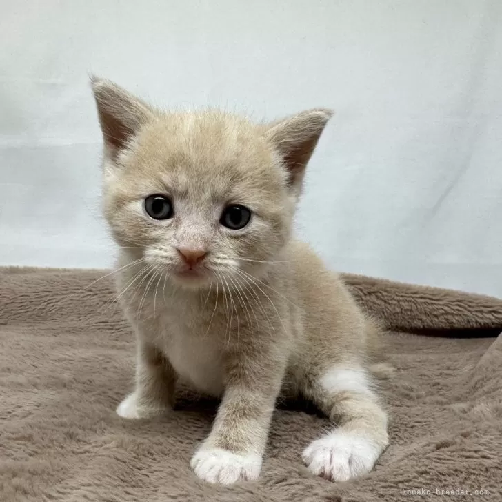 ID:2407-00590の子猫