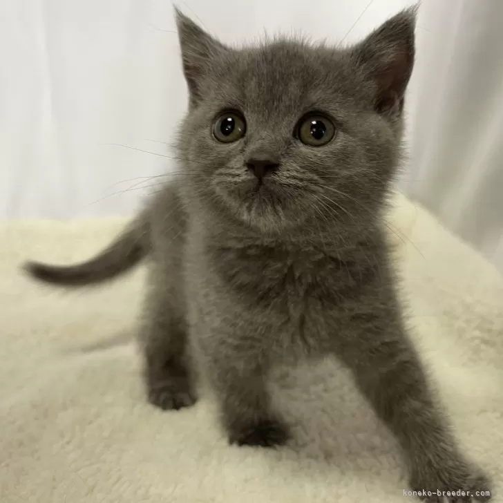 ID:2405-00911の子猫