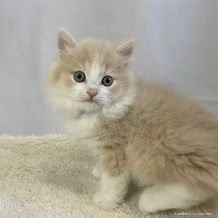 ID:2401-01560の子猫