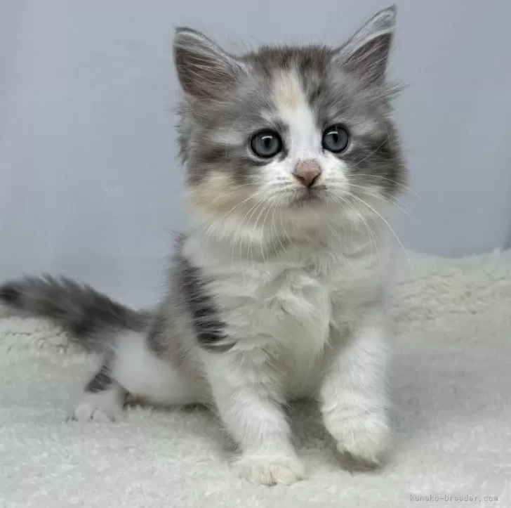 ID：2409-02790の子猫