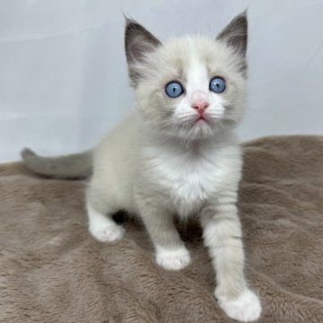 ラグドール【神奈川県・女の子・2024年5月13日・ブルーポイントバイカラー】の写真「写真更新しました！！！！」
