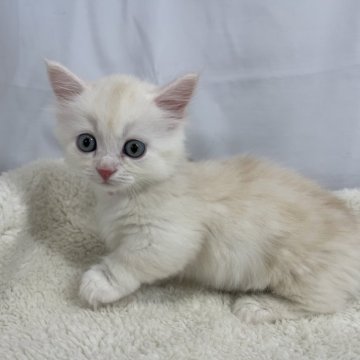 マンチカン(短足)【神奈川県・男の子・2024年2月26日・カメオタビー（ロングヘア）】の写真「足が短いので動画を是非見てください！！」