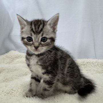 アメリカンショートヘア【神奈川県・女の子・2024年4月15日・シルバータビー】の写真「価格とお写真更新しました！」