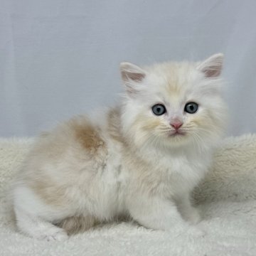 ラガマフィン【神奈川県・男の子・2024年9月23日・カメオタビーホワイト】の写真「1週間後に写真更新します！！」
