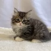 ラガマフィン【神奈川県・男の子・2023年11月27日・ブラウンタビーホワイト】の写真1「正面からのお顔になります」