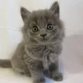 ブリティッシュショートヘアー×シャルトリュー【神奈川県・男の子・2023年12月2日・ブルー】の写真1「正面からのお顔です」