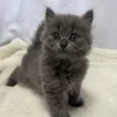 シャルトリュー×ブリティッシュショートヘア【神奈川県・男の子・2024年4月17日・ブルー】の写真1