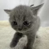 ブリティッシュショートヘア【神奈川県・女の子・2024年5月7日・ブルー】の写真2