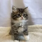 ラガマフィン【神奈川県・男の子・2023年11月27日・ブラウンタビーホワイト】の写真2「胸にもホワイトが入ってます」