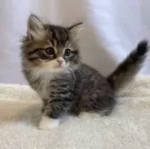 ラガマフィン【神奈川県・男の子・2023年11月27日・ブラウンタビーホワイト】の写真4