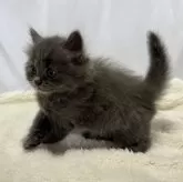 シャルトリュー×ブリティッシュショートヘア【神奈川県・男の子・2024年4月17日・ブルー】の写真4