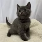 シャルトリュー×ブリティッシュショートヘア【神奈川県・男の子・2024年4月17日・ブルー】の写真4