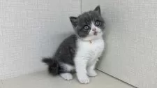 ブリティッシュショートヘア【神奈川県・女の子・2025年7月25日・ブルーホワイト】の写真10