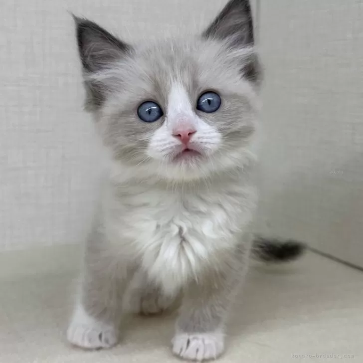 ID：2508-02864の子猫