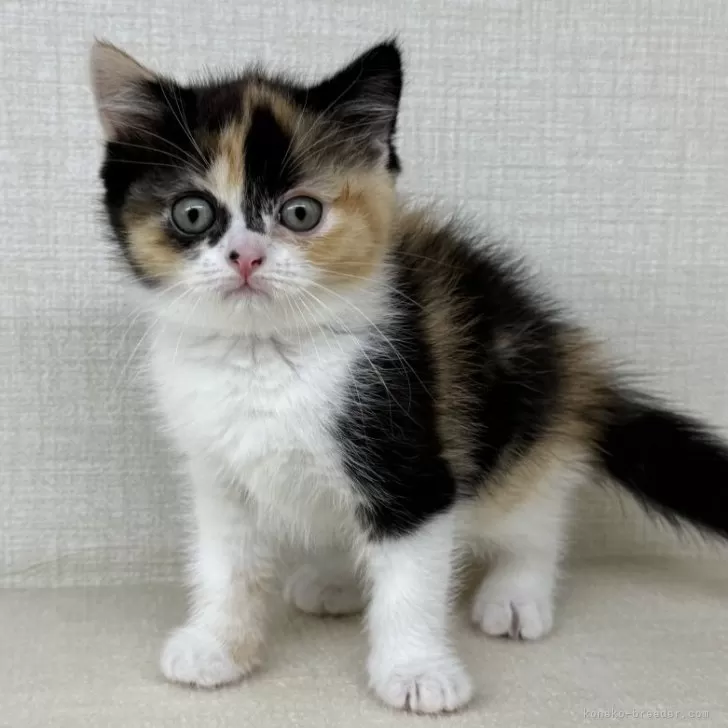 ID：2509-01446の子猫