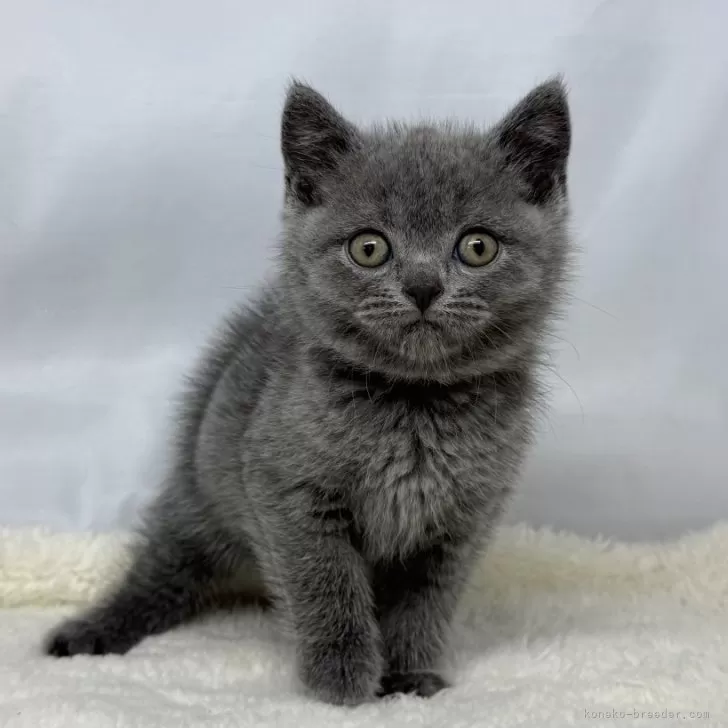 ID:2504-01627の子猫