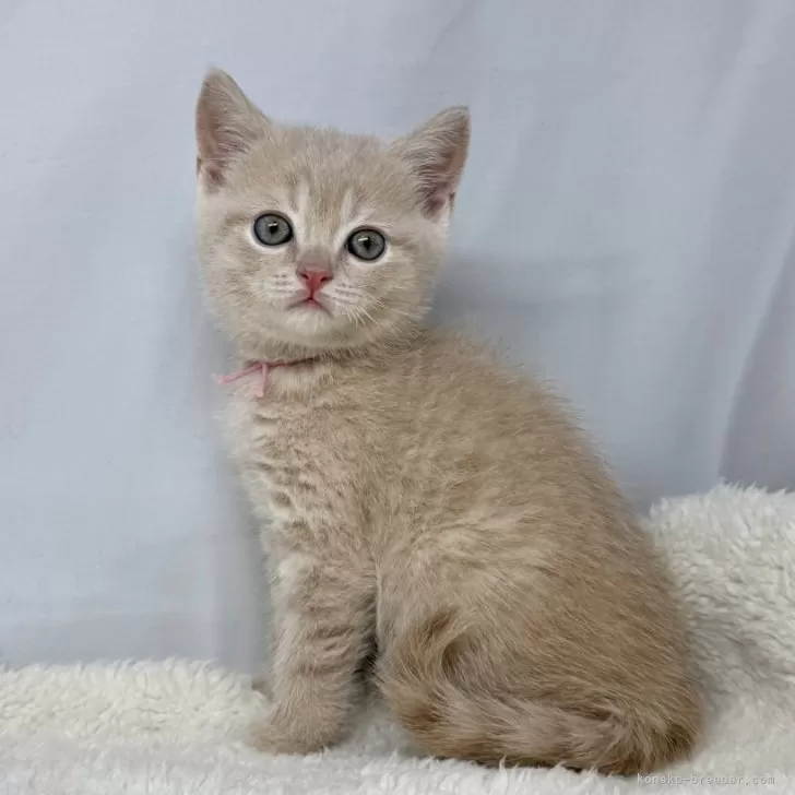 ID:2503-00647の子猫