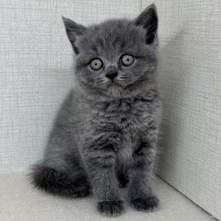 ID：2509-00775の子猫