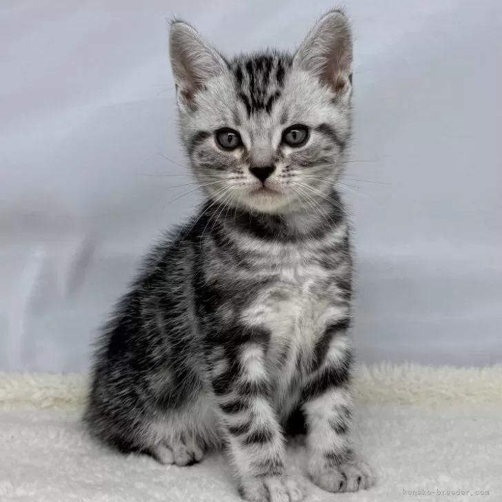 ID：2505-03981の子猫