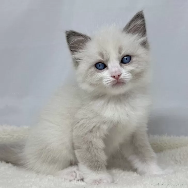 ID:2502-02203の子猫