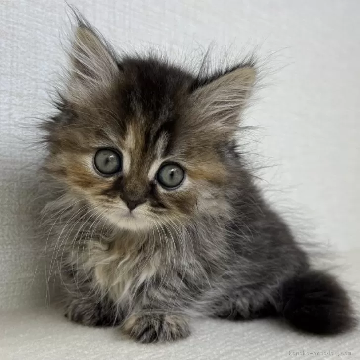 ID：2509-01448の子猫