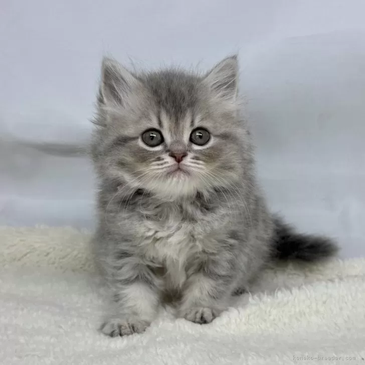 ID:2504-02388の子猫