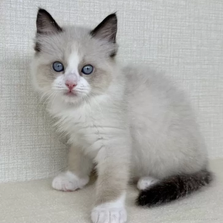 ID：2507-02283の子猫