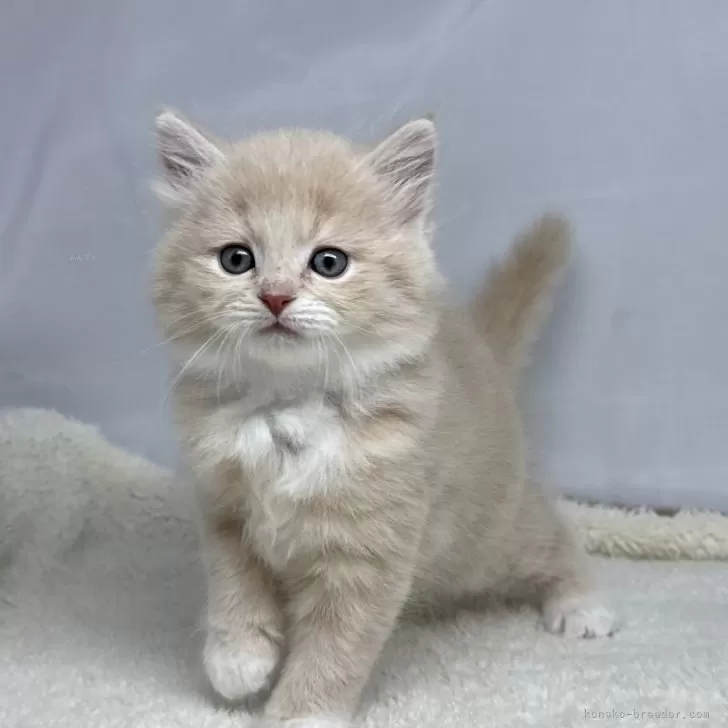 ID:2502-01303の子猫