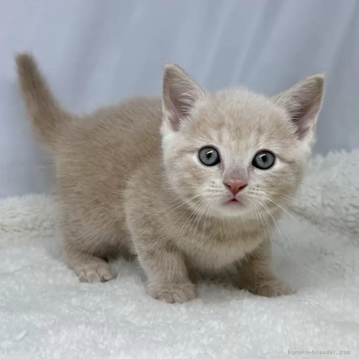 ID：2502-01300の子猫