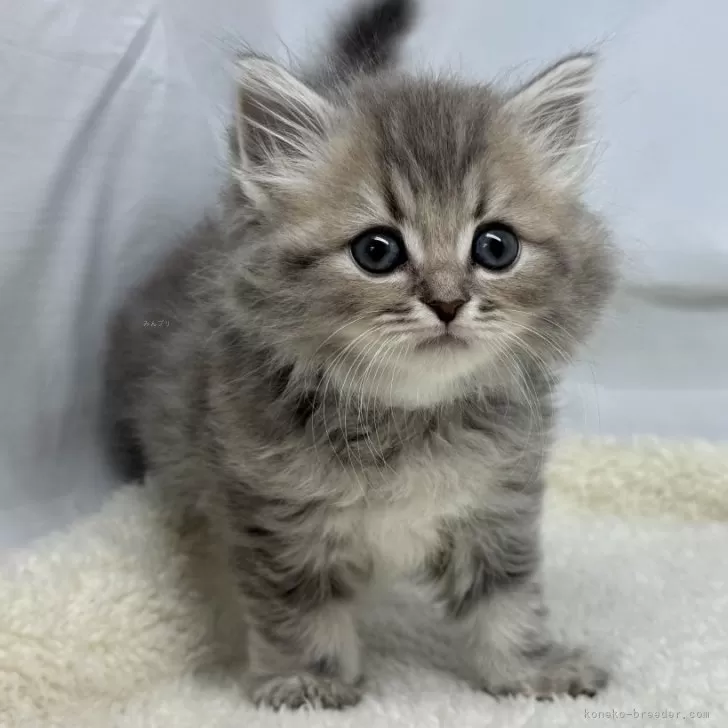 ID:2504-02386の子猫