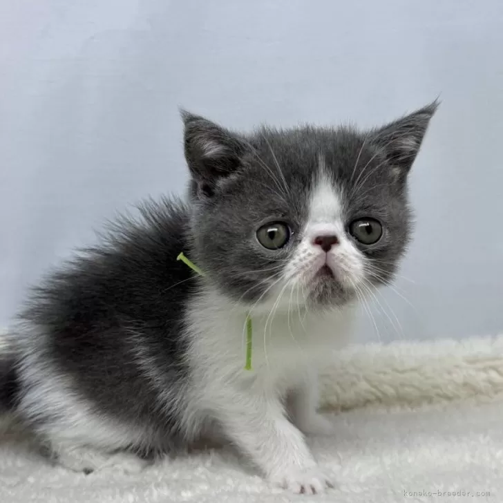 ID:2503-00822の子猫