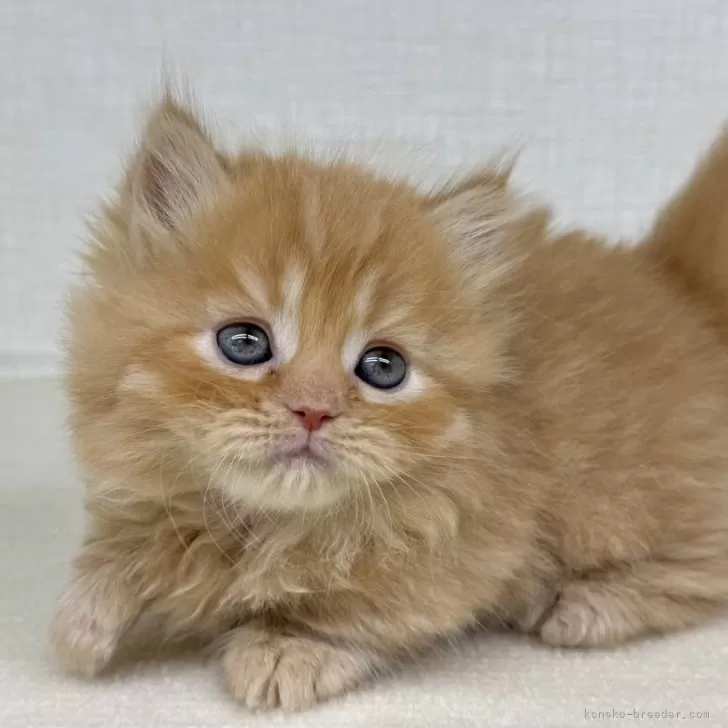 ID：2507-02301の子猫