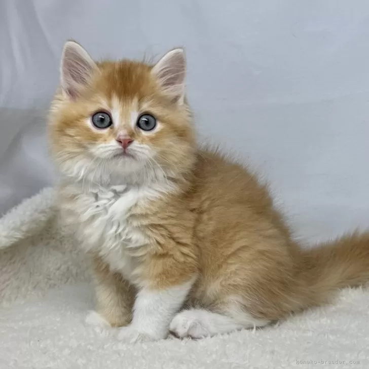 ID:2502-00455の子猫