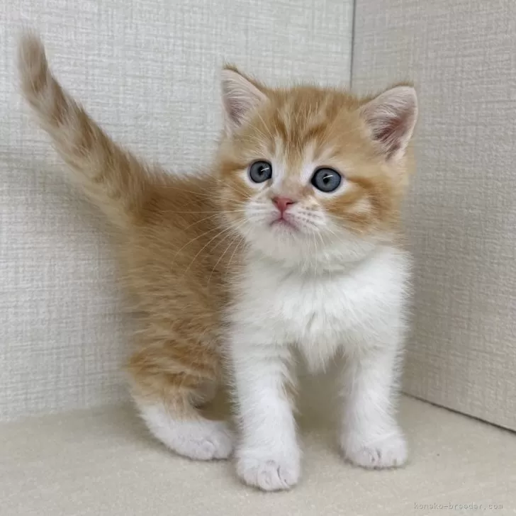ID：2507-02296の子猫