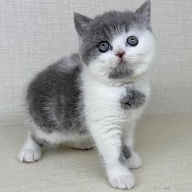 ブリティッシュショートヘア【神奈川県・男の子・2025年7月25日・ブルーホワイト】の写真1