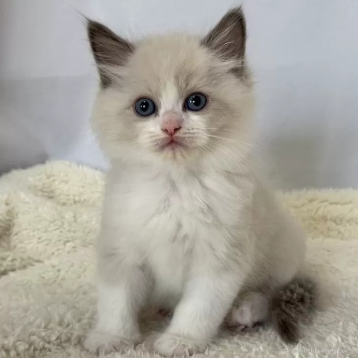 ID：2501-00368の子猫