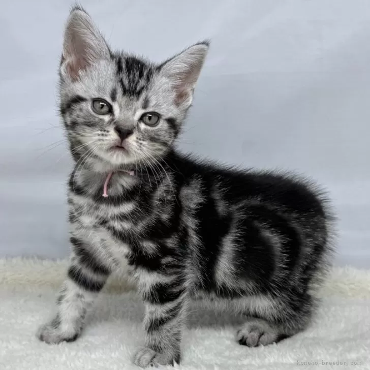 ID：2505-03980の子猫