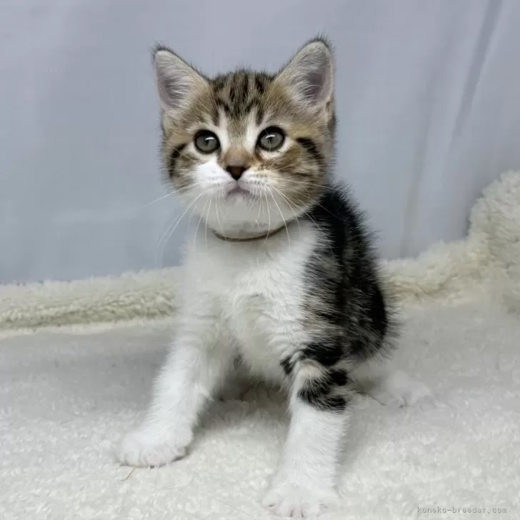 ID:2502-02193の子猫