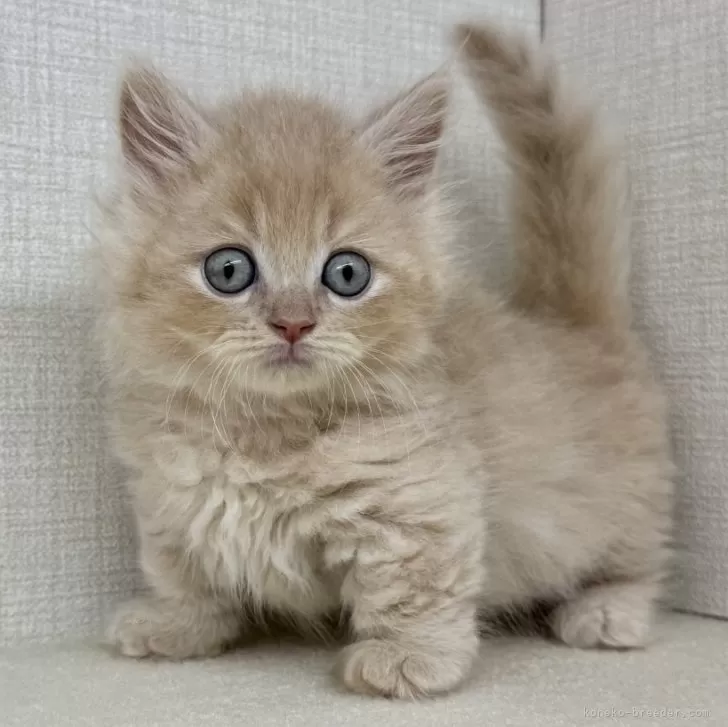 マンチカン(短足)【神奈川県・男の子・2025年7月22日・クリームタビー】の写真1