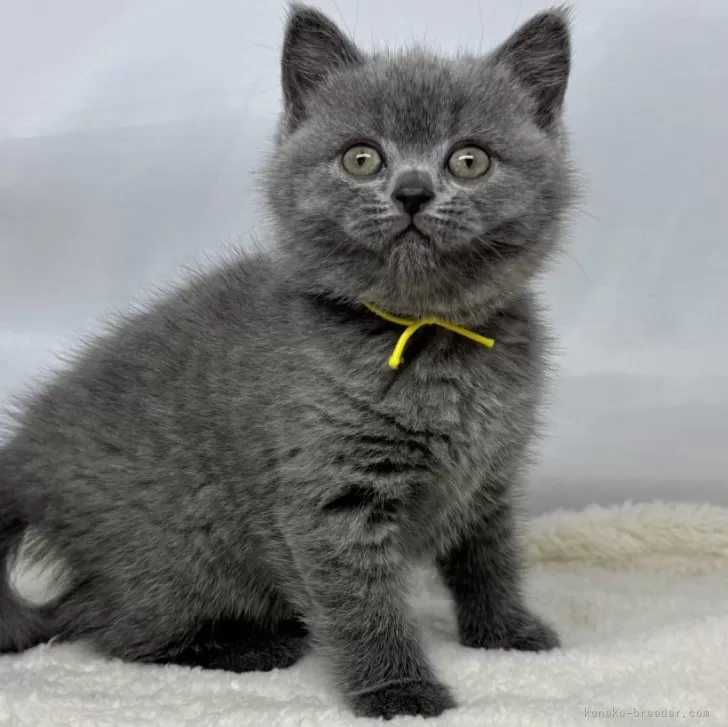 ID:2504-01631の子猫