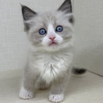 ラグドール【神奈川県・女の子・2025年7月8日・ブルーポイントバイカラー】の写真「お顔に綺麗なハチワレがはいっている子です」